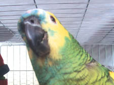 Georgie the parrot - missing 