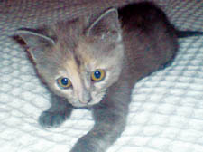   Lily as a kitten. The RSPCA urge people to contact them if they spot a stray animal 