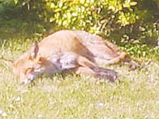 A fox photographed by a Savernake Road resident 