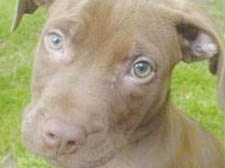 Staffordshire terrier puppy Remy was snatched while out walking with her owner