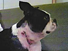 The Boston terrier's injuries from the attack