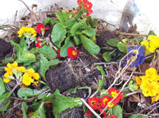 Discarded flowers in St Martin's Gardens