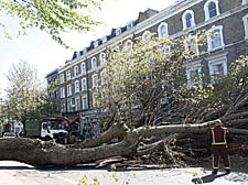 The scene on Abbey Road after the tree’s collapse
