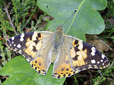 A Painted Lady butterfly