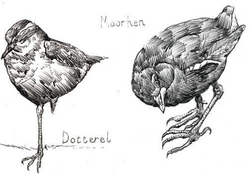 Two of Mr Collins’s bird sketches that have helped his recovery