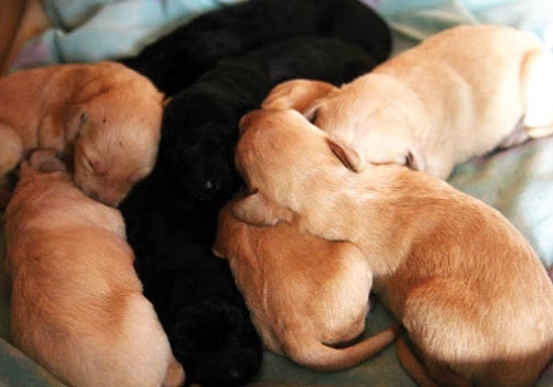 The puppies having a well-earned sleep, but they miss their dad