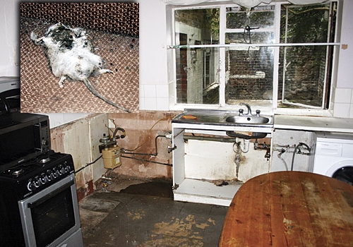 Stavoulla Loucas’s kitchen and, inset, a rat that was found inside her home