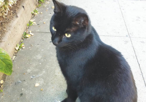 Bosik, the former ‘Whittington Hospital cat’