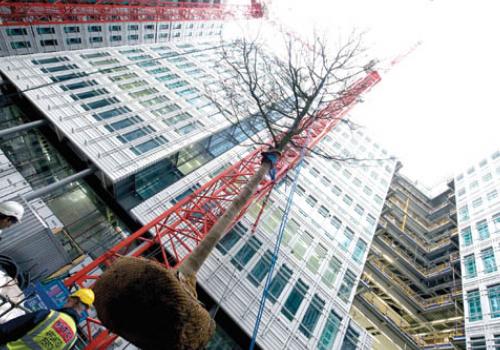 Giant Belgian Oak tree placed at centre of £450m landmark St Giles redevelopment