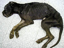 The dog which died in RSPCA inspector’s arms