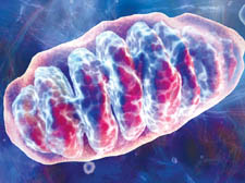 An image showing the three-dimensional structure of mitochondria