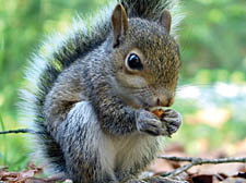 Don&rsquo;t leave all the hazelnuts to the squirrels!