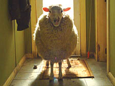 Beware the genetic monster in sheep’s clothing