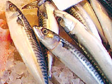 There&rsquo;s nothing to beat fresh mackerel &ndash; but don&rsquo;t eat the little ones!