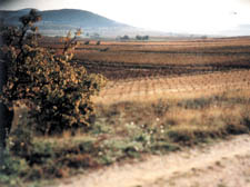   ?Photographs courtesy of Syndicat de C�teaux due Languedoc - www.coteaux-languedoc.com
