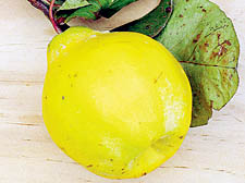 Quince: deliciously fragrant and attractive fruit