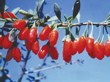 Goji berries - wolfberries - that grow on vines in China and Tibet where their juice is drunk are now available dried in health food shops