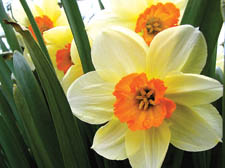 With daffodils out and Easter coming early, spring's just round the corner!