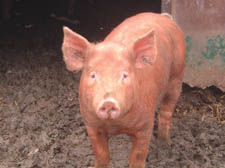 Some pig breeds, like the Tamworth, have a better flavour than others