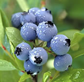 Blueberries make a splendid summer treat in Clare's muffin recipe 