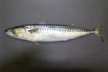 West Country Mackerel