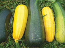 Marrows: crying out to be stuffed with cheese