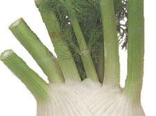 Fennel gives a distinctive flavour to salad dishes and when is perfect roasted 