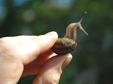 Brutal and humane ways of dealing with slugs and snails