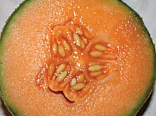 Sun ripened cantaloupe melon – great with smoked trout