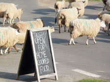 Sheep crossing the road outside the Noah’s Ark pub in Lurgashall