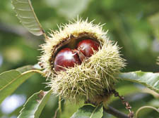 Bursting with flavour and ready to fall. Chestnuts are a perfect autumnal ingredient