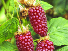 The more unusual tayberry