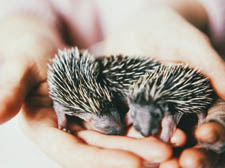 Some baby hedghogs