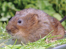 THE water vole, immortalised as Ratty in children&rsquo;s favourite The Wind in the Willlows and Britain&rsquo;s fasted-declining mammal, has been spotted in Westminster.