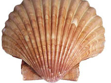 Scallops are a popular in cooking in the East and the West, and the shell is often seen to be a fertility symbol