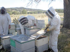 Bee-keepers in a scene from The Vanishing of the Bees